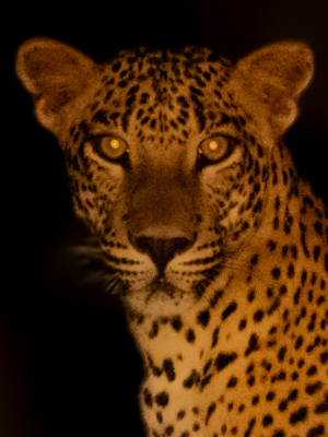 Rajani | රජනී